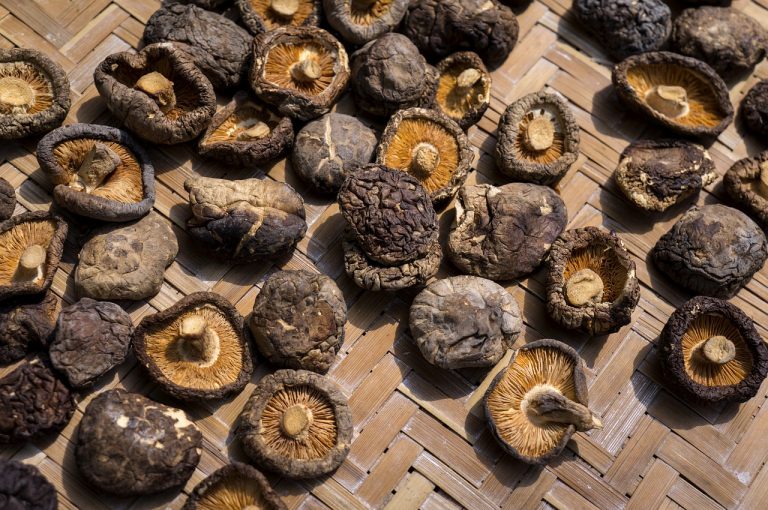 5 Key Health Benefits of Shiitake Mushroom – Earth Fed Muscle