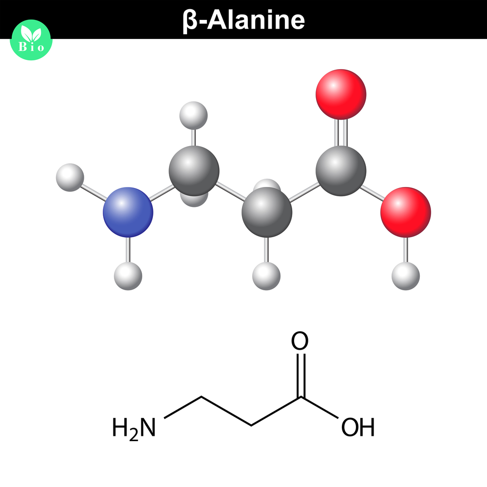 BETA-ALANINE – improves strength and increase muscles performance