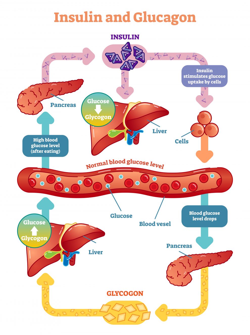 taurine effects on insulin absorption