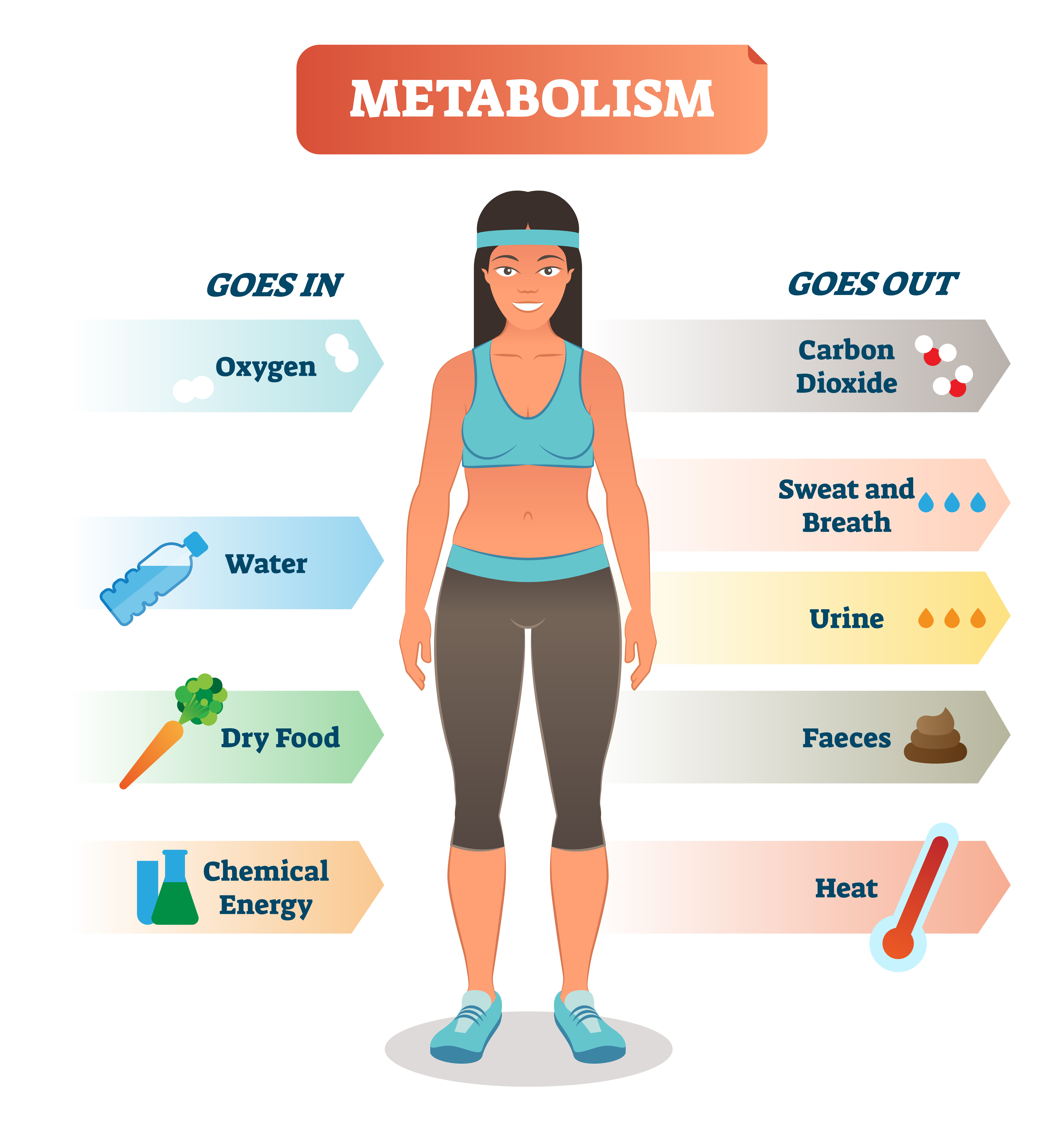 How Can I Increase My Metabolism Explore Your Fitness