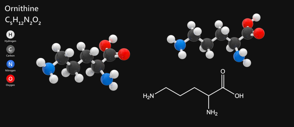 Ornithine – dosage, sources and forms of supplementation