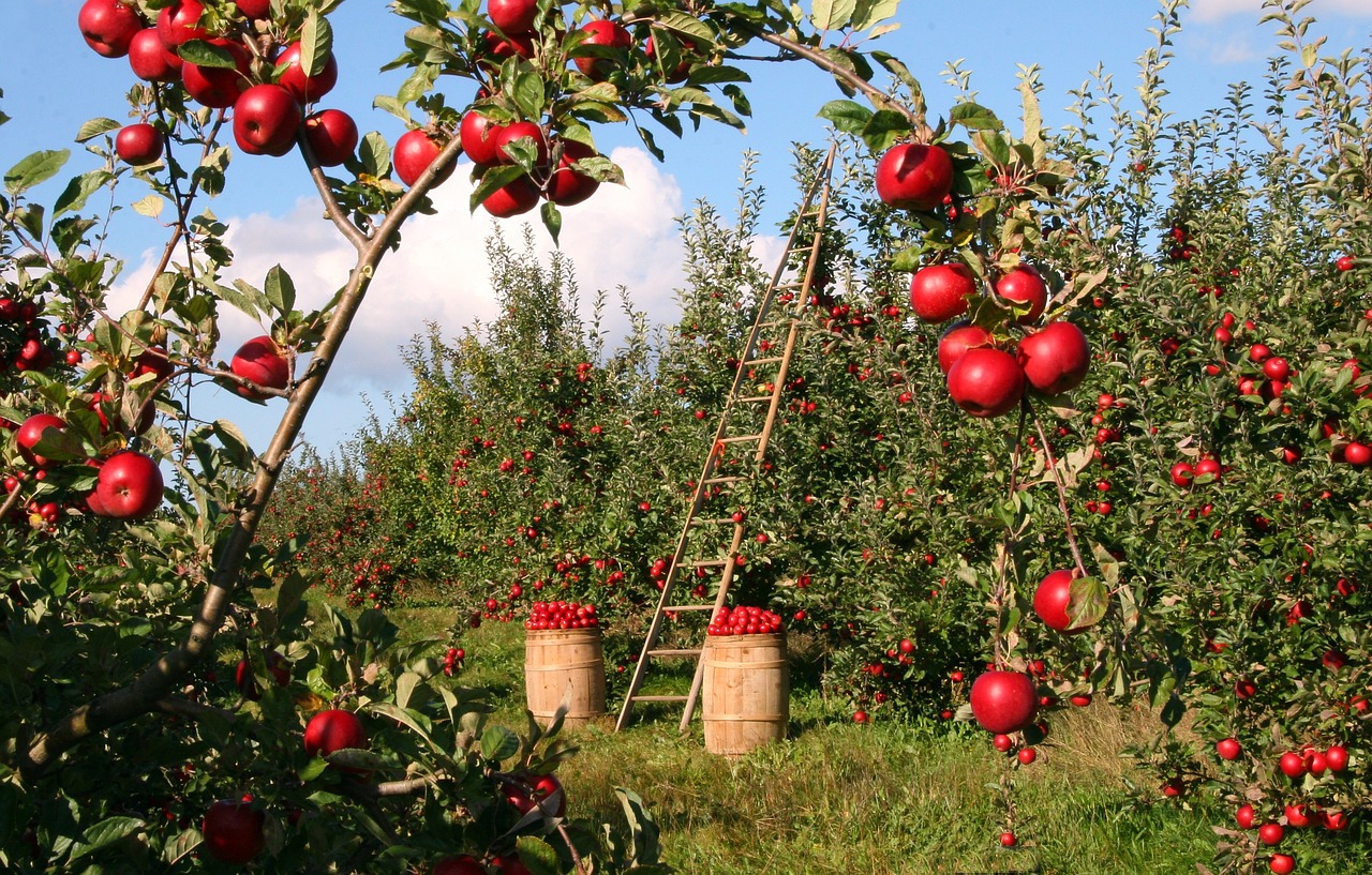 3-day Apple Diet: Get all the Benefits of an Apple Cleanse!