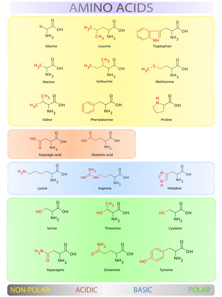 Best amino acids – Ranking 2017