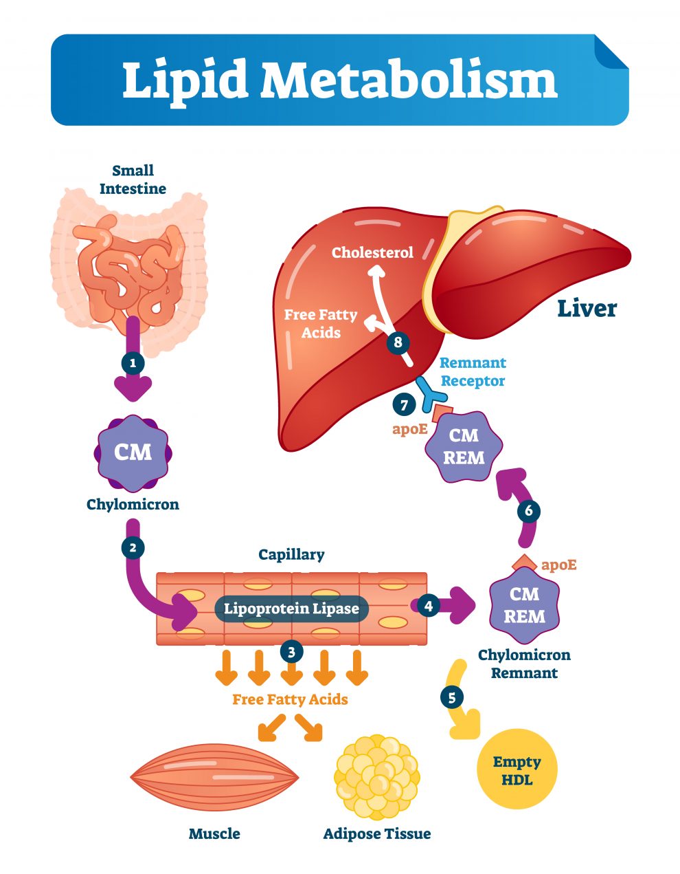 How Does The Body Process Fat