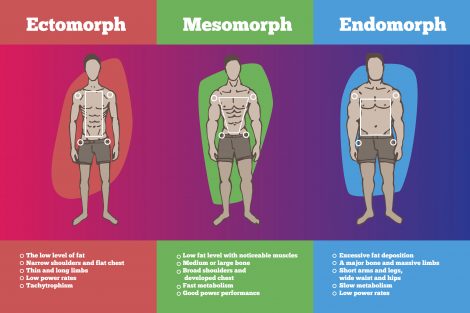 Diet for ectomorphic