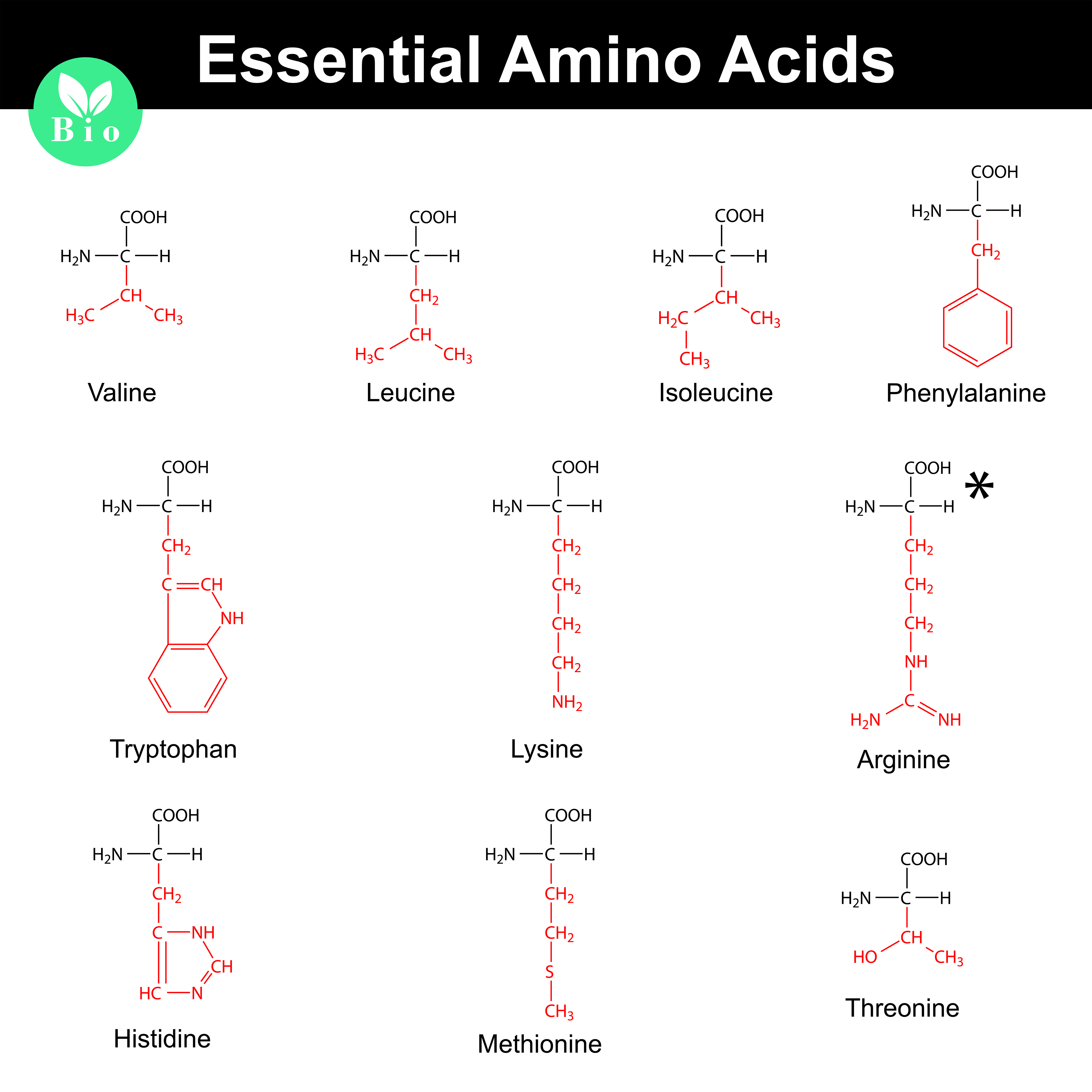 Amino acids info