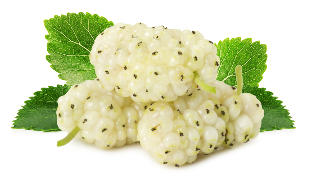 White mulberry discount tea and diabetes