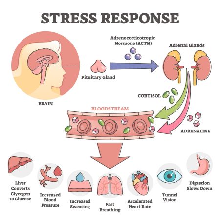 Cortisol in stress response